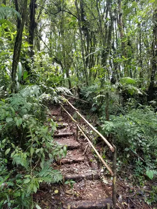 Escapadita al Bosque