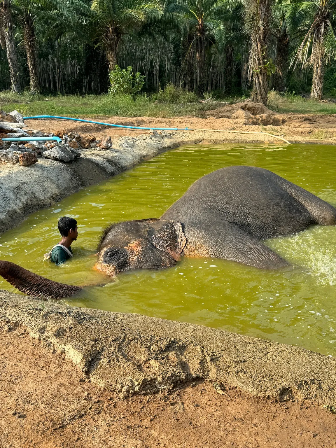 Krabi Elephant Green Sanctuary