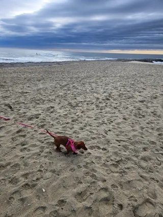 Asbury Park Dog Beach