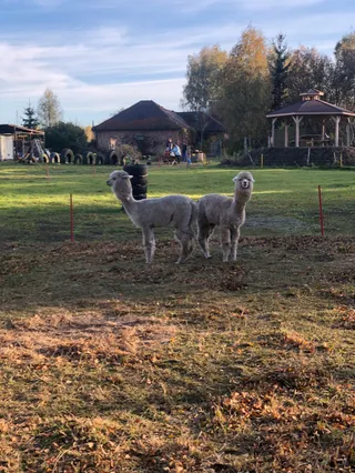 Agroturystyka Malpaka - alpakoterapia, spacery z alpakami