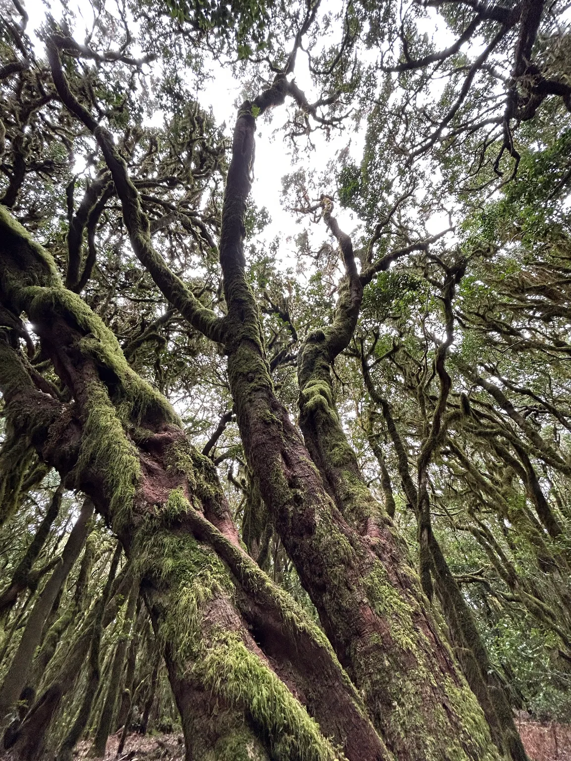 Ipalan Trekking La Gomera