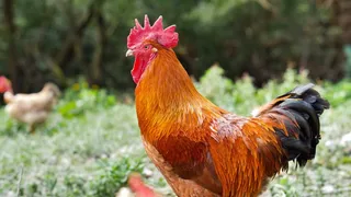 Âmago Wellness Farm (formerly The Farm Azores)