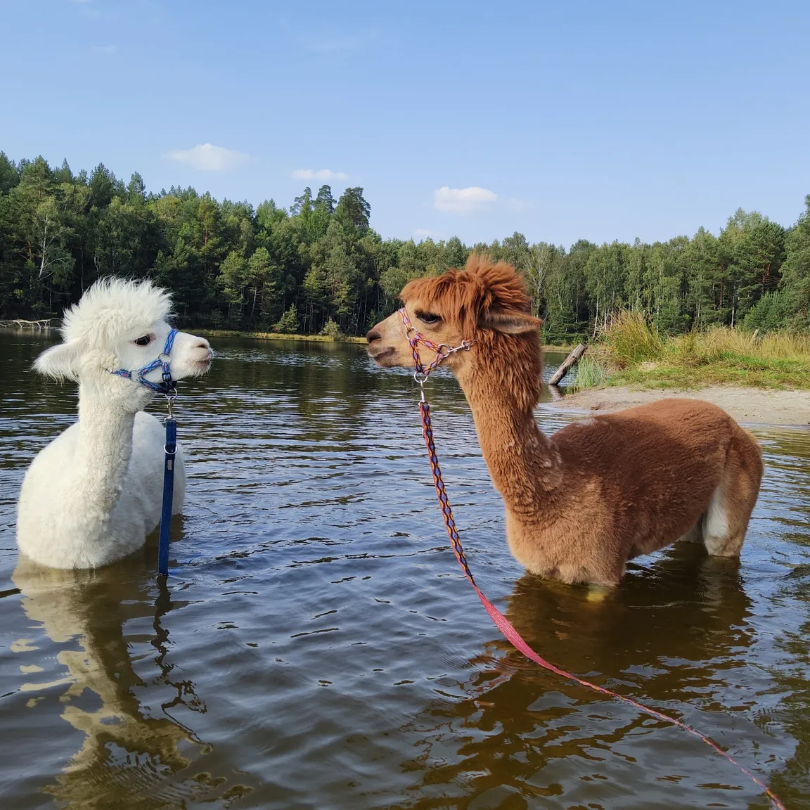 Agroalpaka