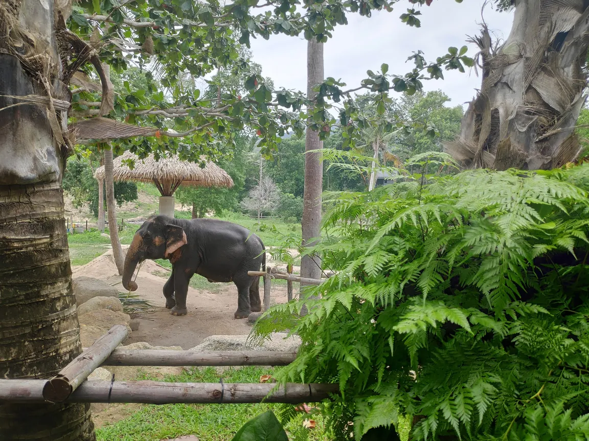 Phangan Elephant Sanctuary