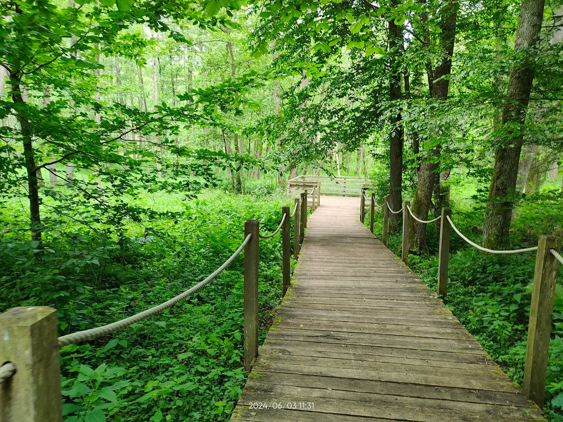 Stara Białowieża