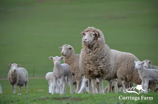 Curringa Farm