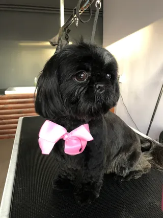 Psi fryzjer DogFam. (salon pielęgnacji psów)