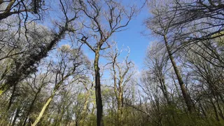 Niedwald