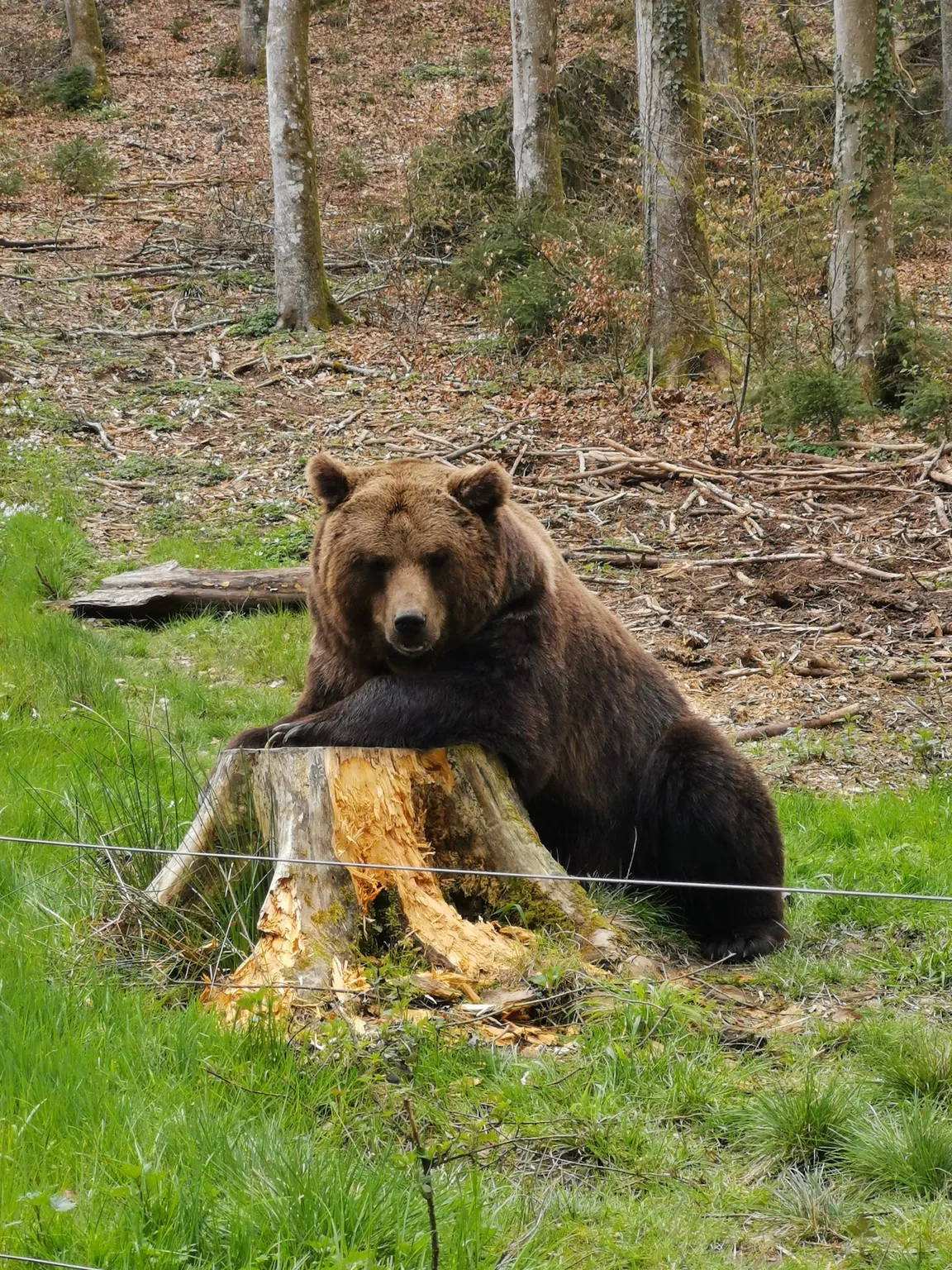 Wildlife and Leisure Park Allensbach