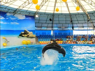 Dolphins Bay Phuket