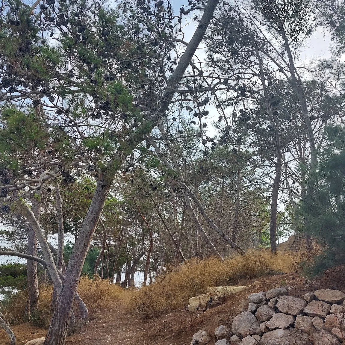 Foresta 2000 Nature Reserve