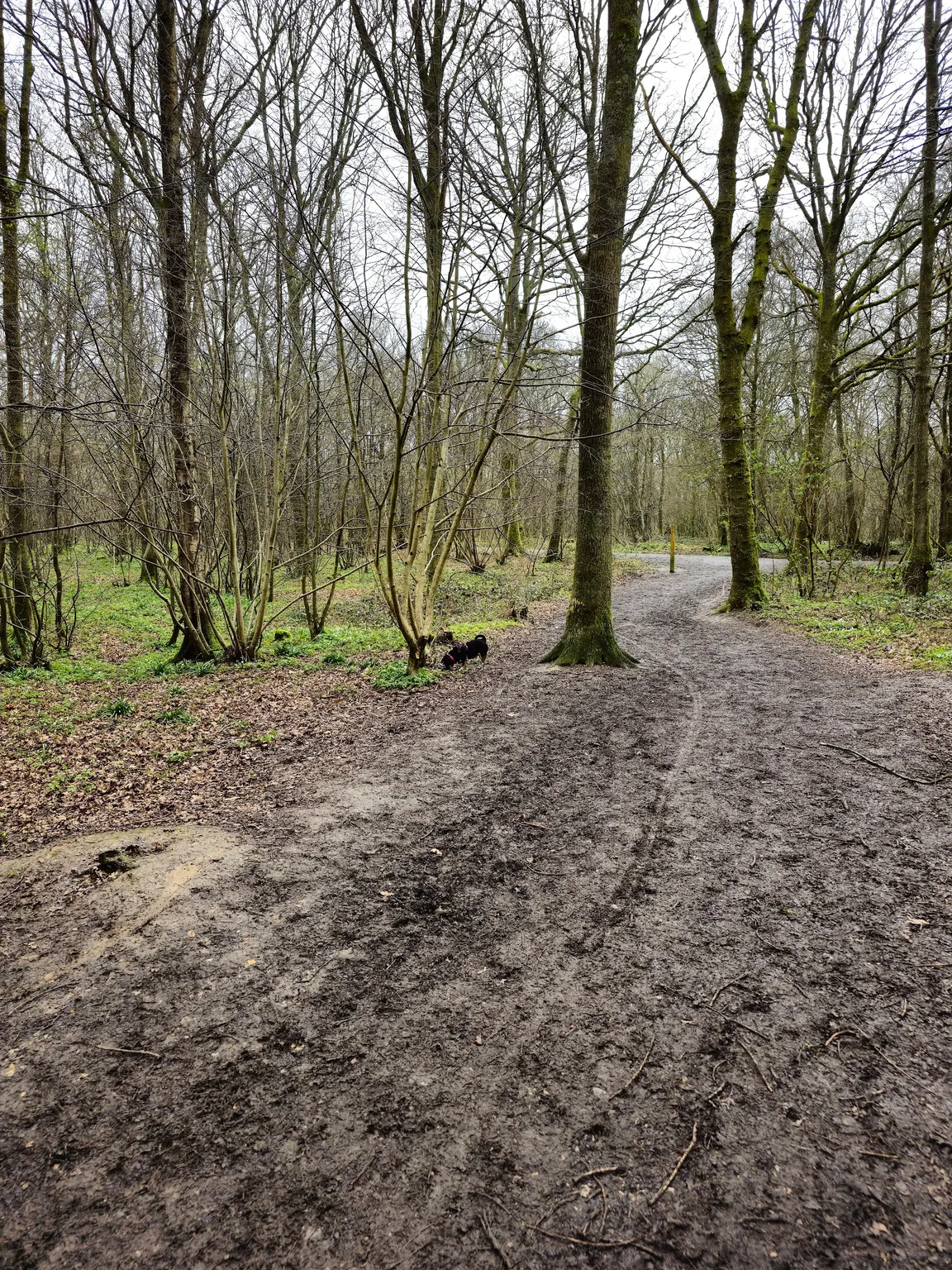 Abbot's Wood