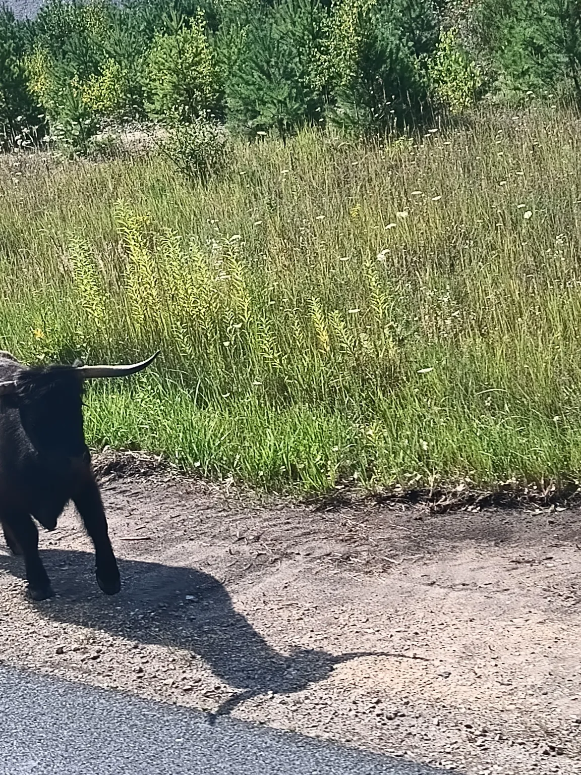 Kopalnia Węgla Brunatnego Bełchatów