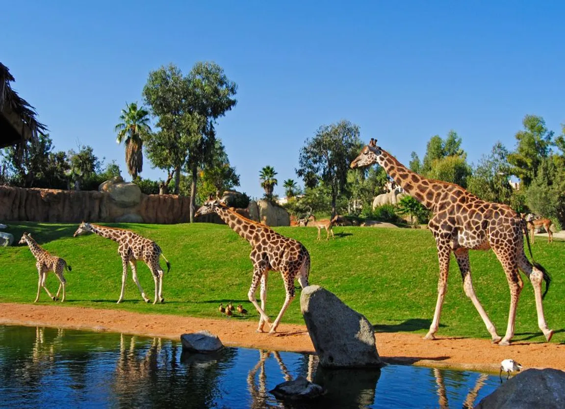 Bioparc Valencia