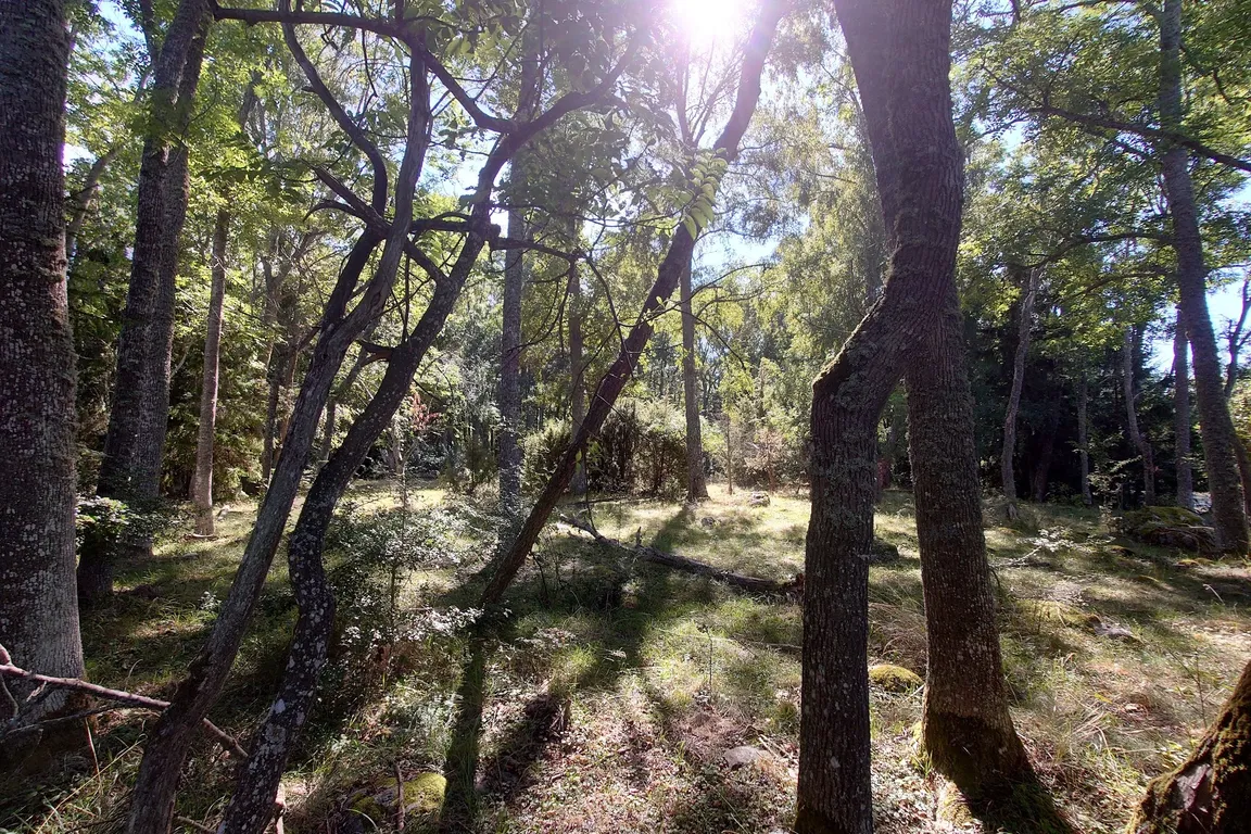 Björkö-Birka (Island in Lake Mälaren with remnants of the former trading town Birka)