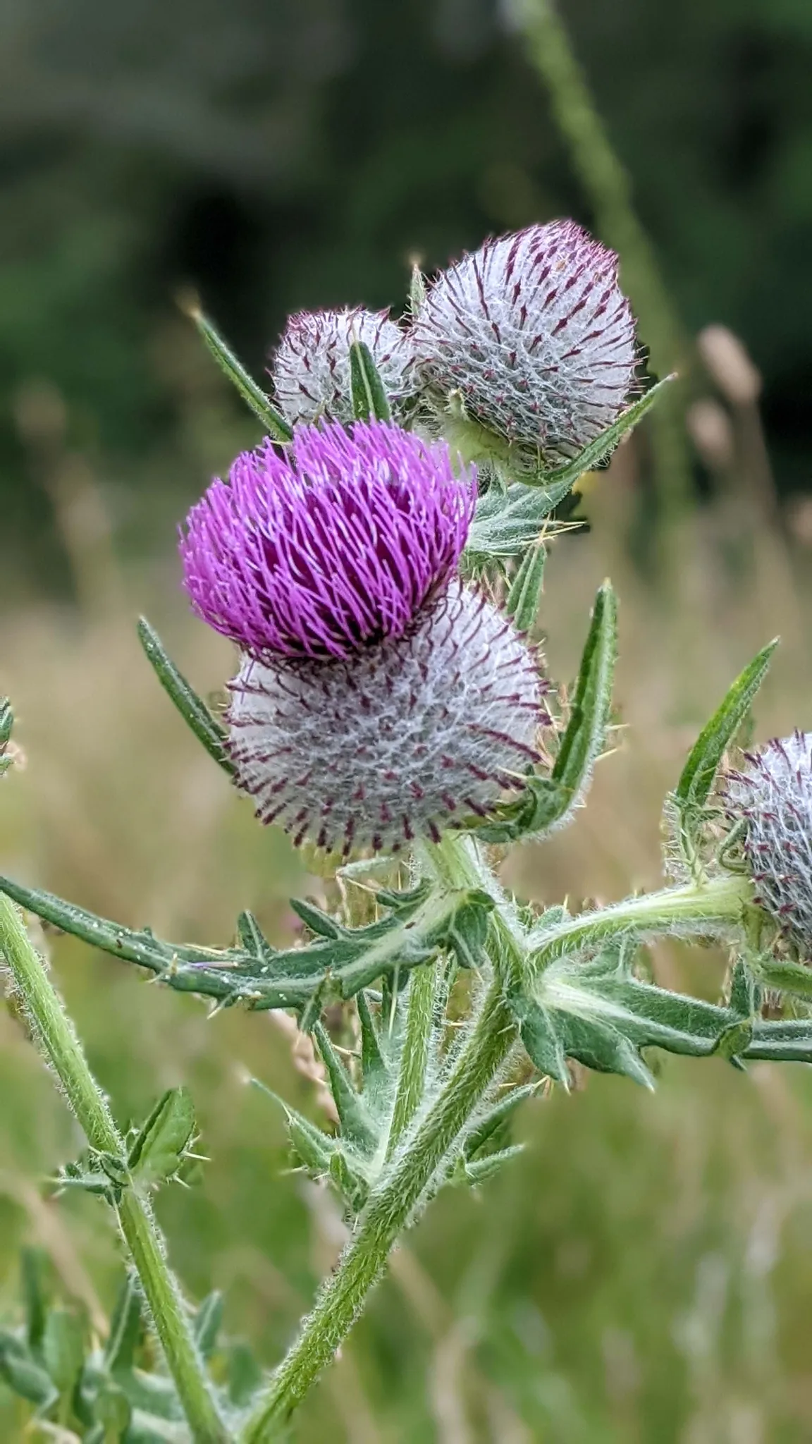 National Trust - Walton Hill