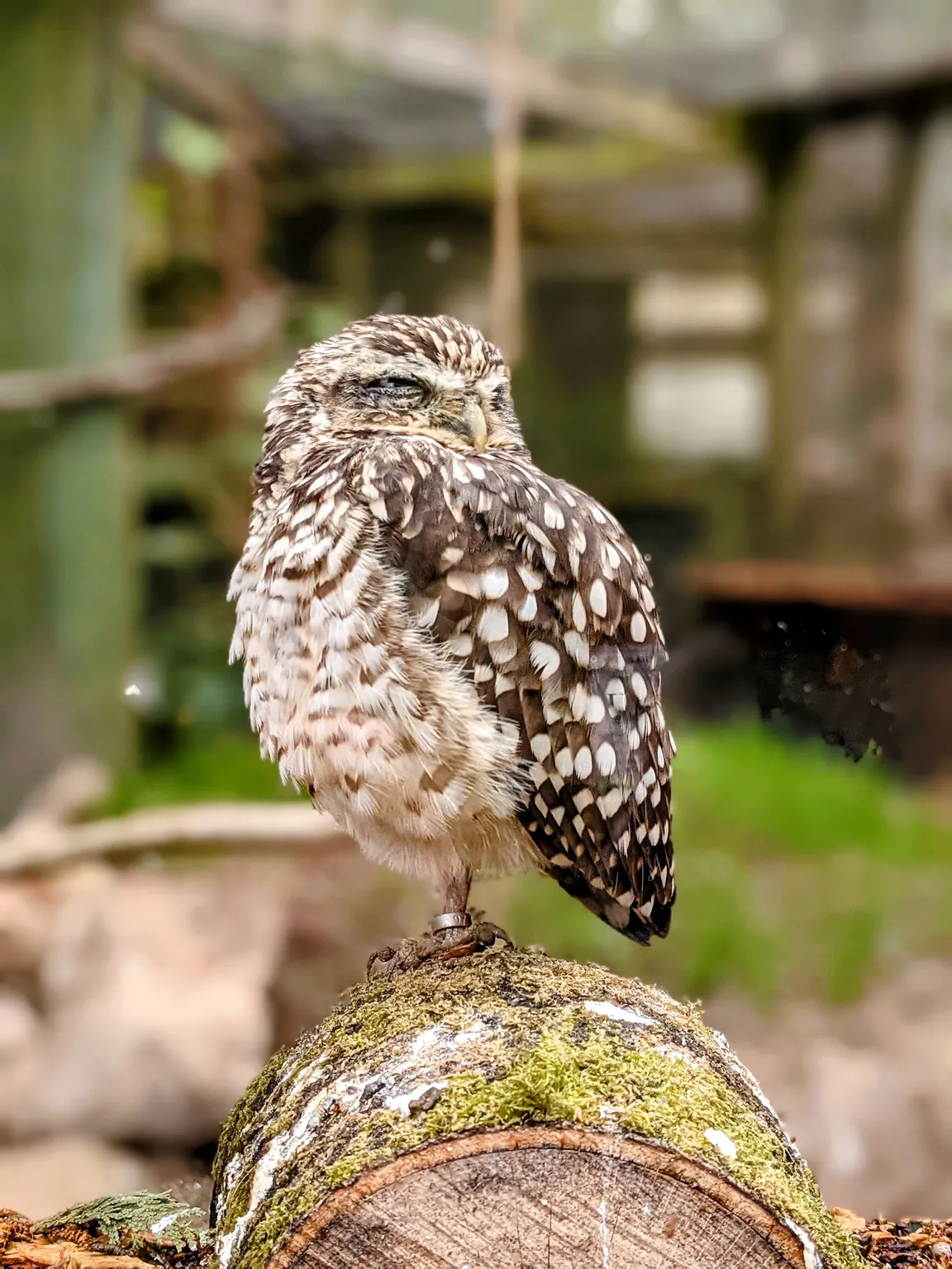 New Forest Wildlife Park