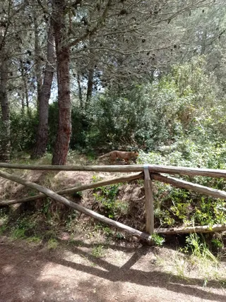 Riserva naturale WWF Le Cesine