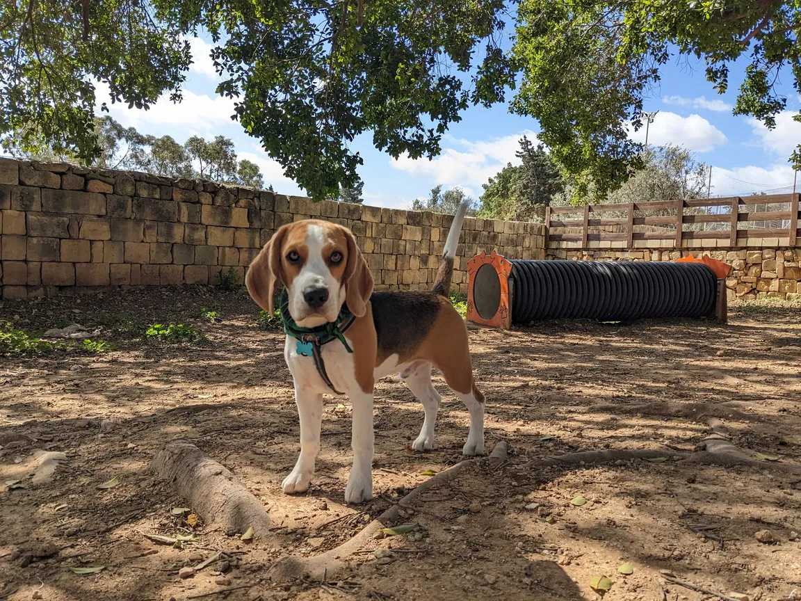 Żabbar Dog Park