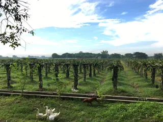 Diaspora Farm Resort