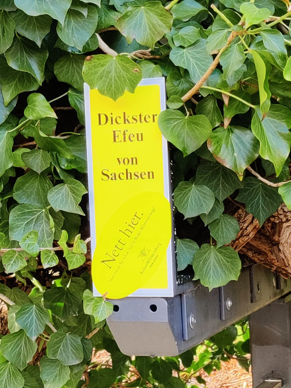 Dickster Efeu von Sachsen