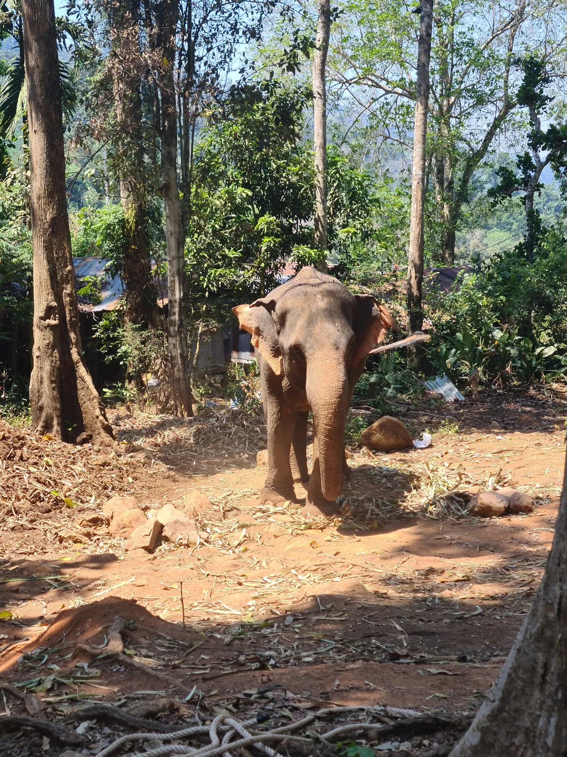 Ban Kwan Chang Elephant Camp