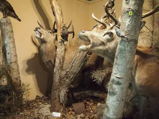 Muzeum Przyrodnicze WPN