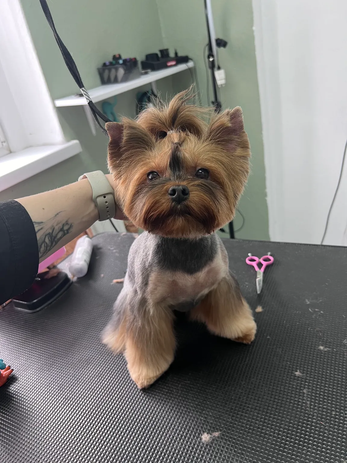 Salon Pielęgnacji Zwierząt „Bonnie”
