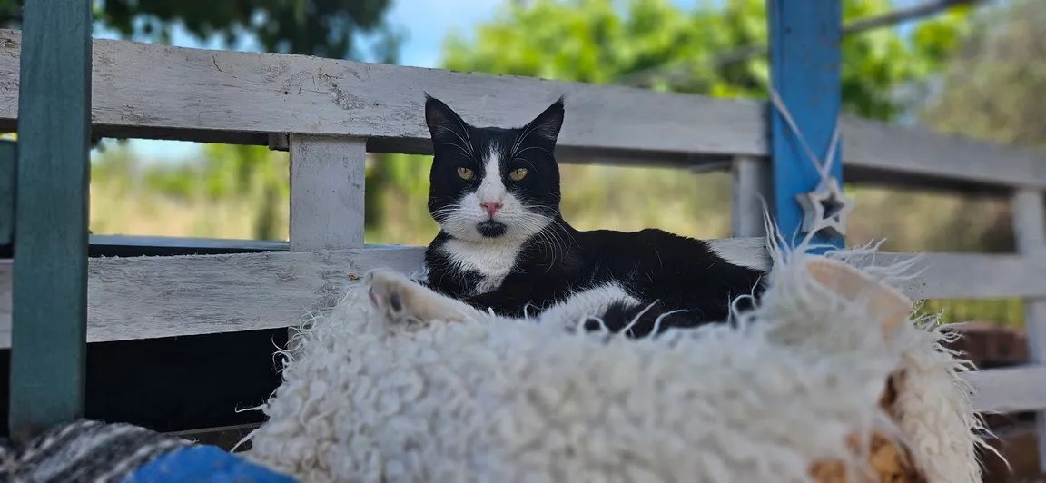 Kitty Wonderland Samos