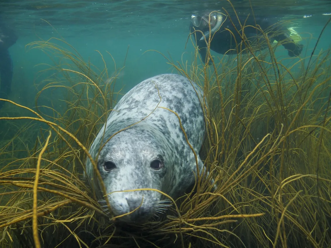 Seal Snorkelling Adventures