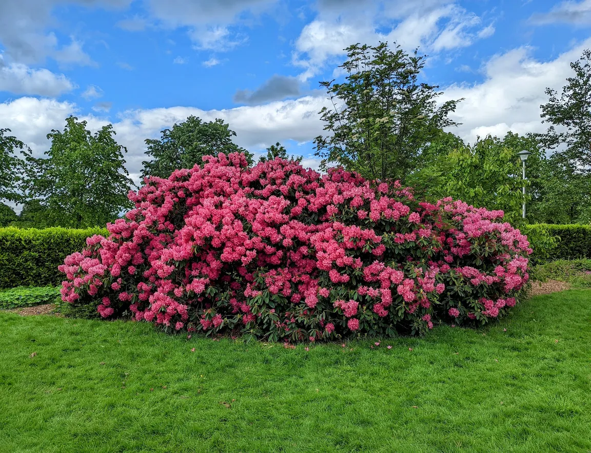 King’s Park
