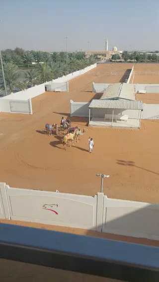 Camel Racing Track
