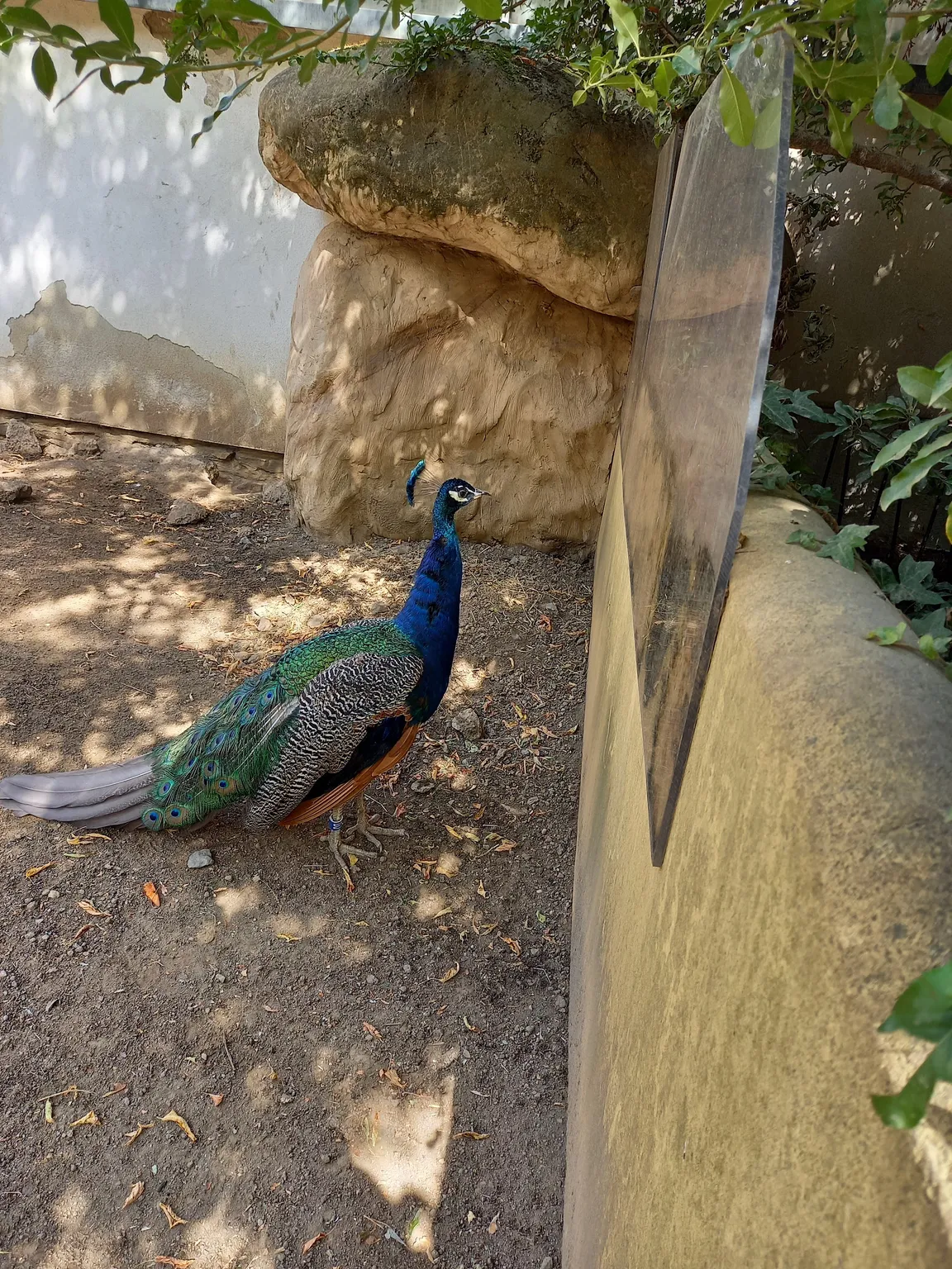 Ogród zoologiczny w Dreźnie