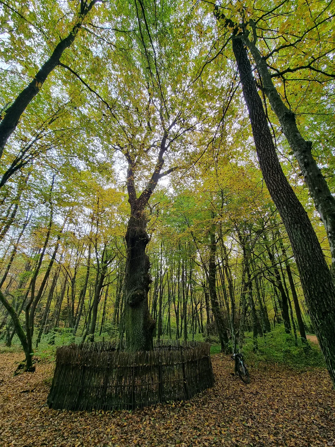 Poleski Park Narodowy