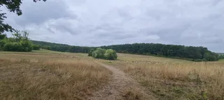 Waldwiese