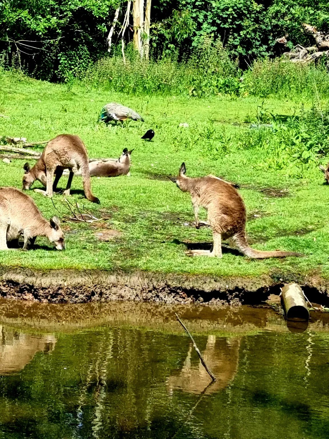 Fota Wildlife Park