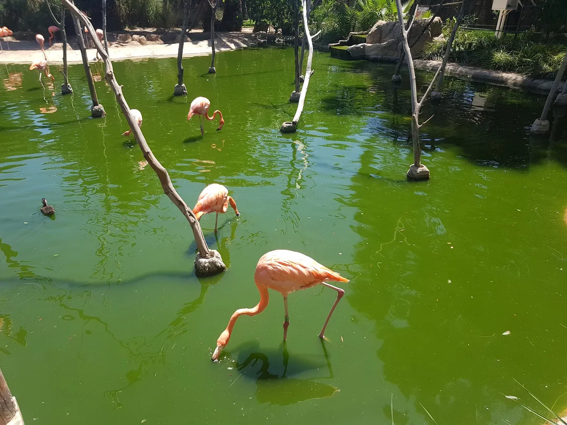 Zoo de Lagos