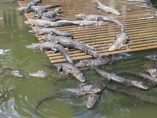 Gatorland