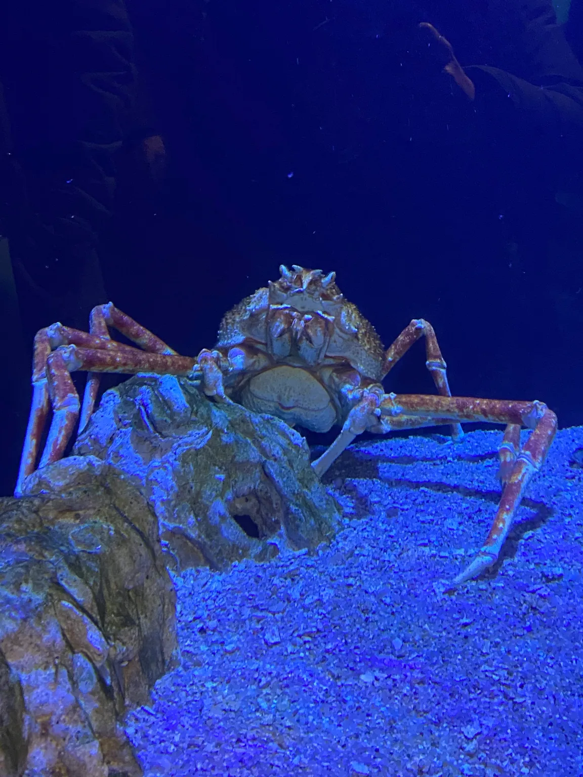 Sea Life Munich