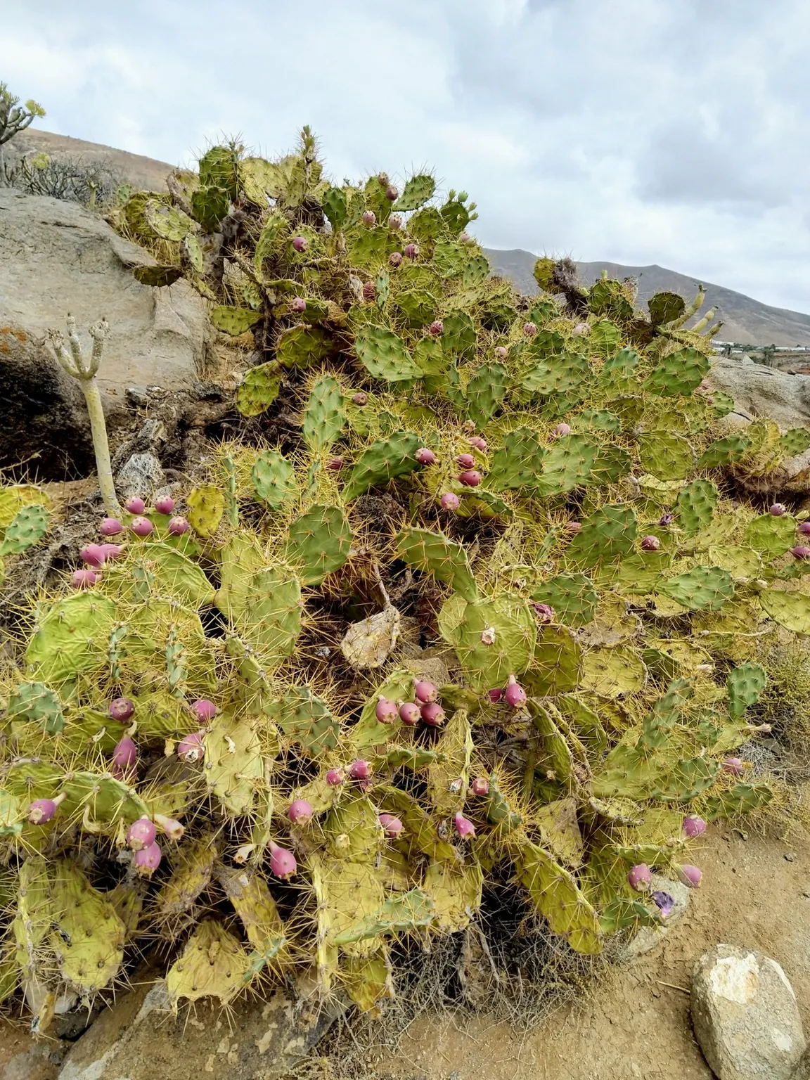 Camino Natural de Fuerteventura