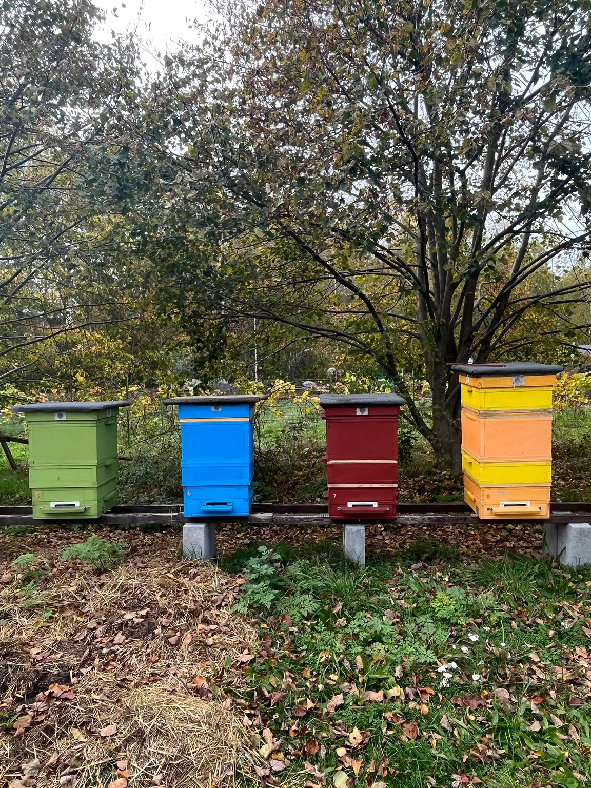 Agroturystyka Malpaka - alpakoterapia, spacery z alpakami