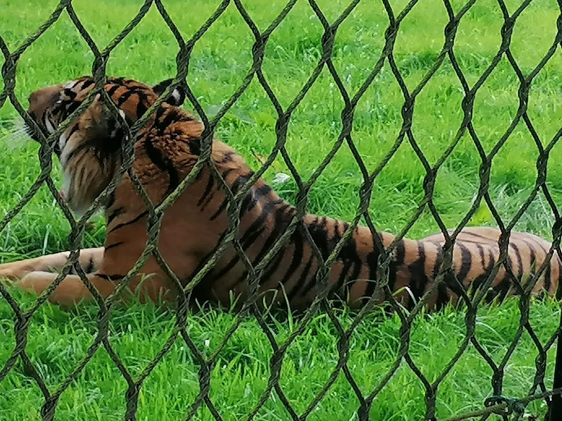 Fota Wildlife Park