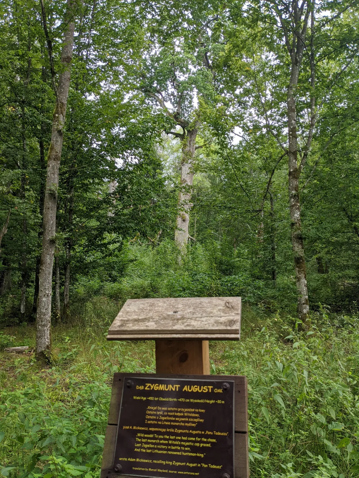 Stara Białowieża