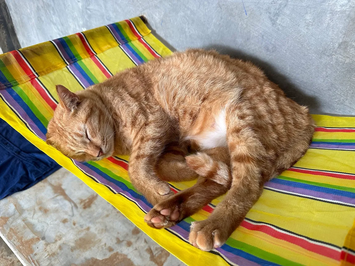 Lanta Animal Welfare Visitor Centre
