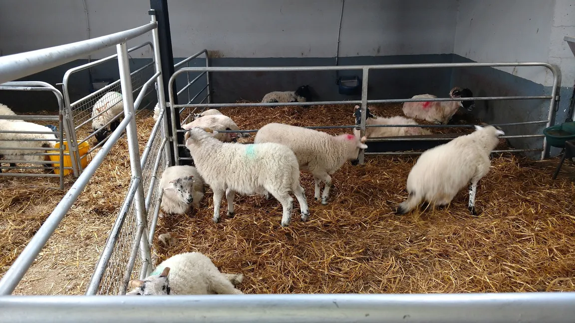 Kissane Sheep Farm