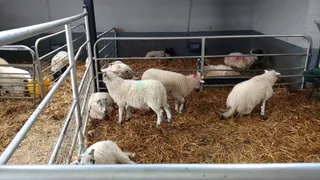 Kissane Sheep Farm