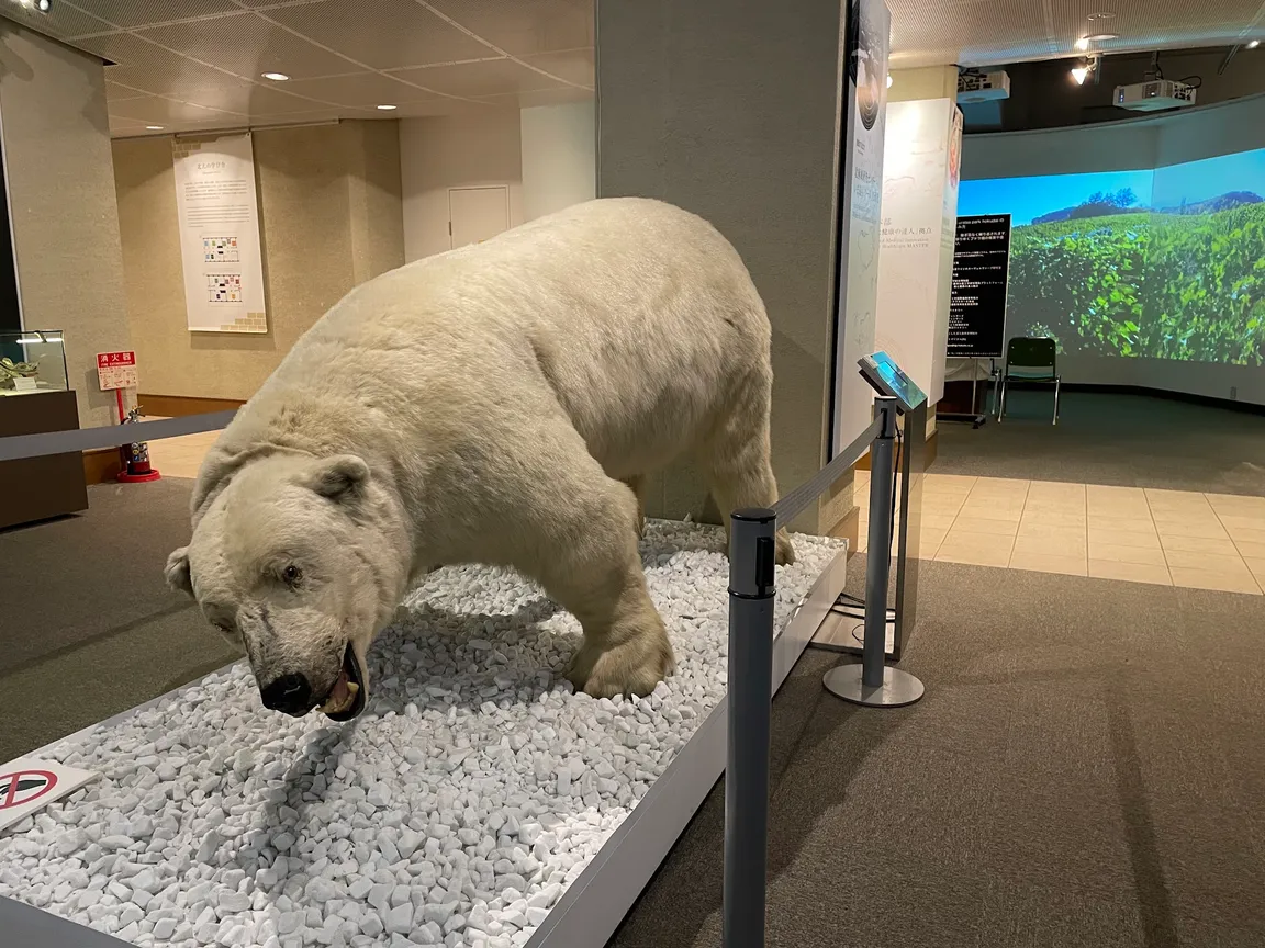 The Hokkaido University Museum