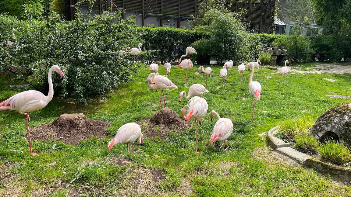 Ogród Zoologiczny w Krakowie