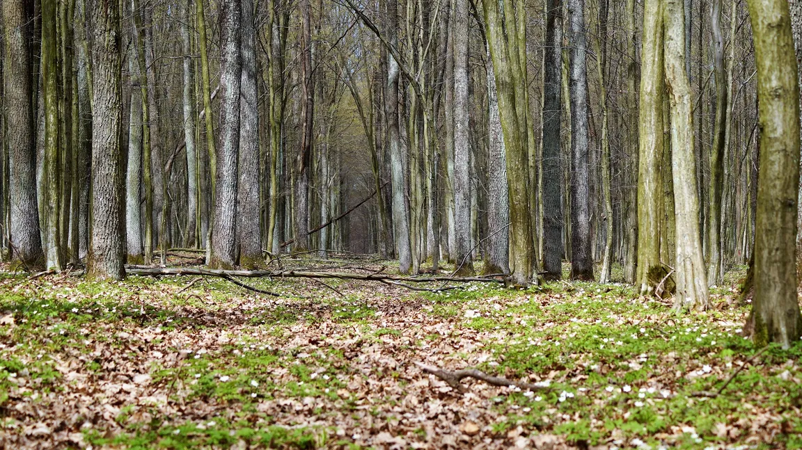 Rezerwat przyrody Chmiel