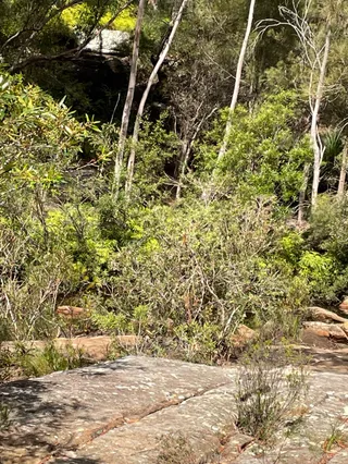 Winifred Falls